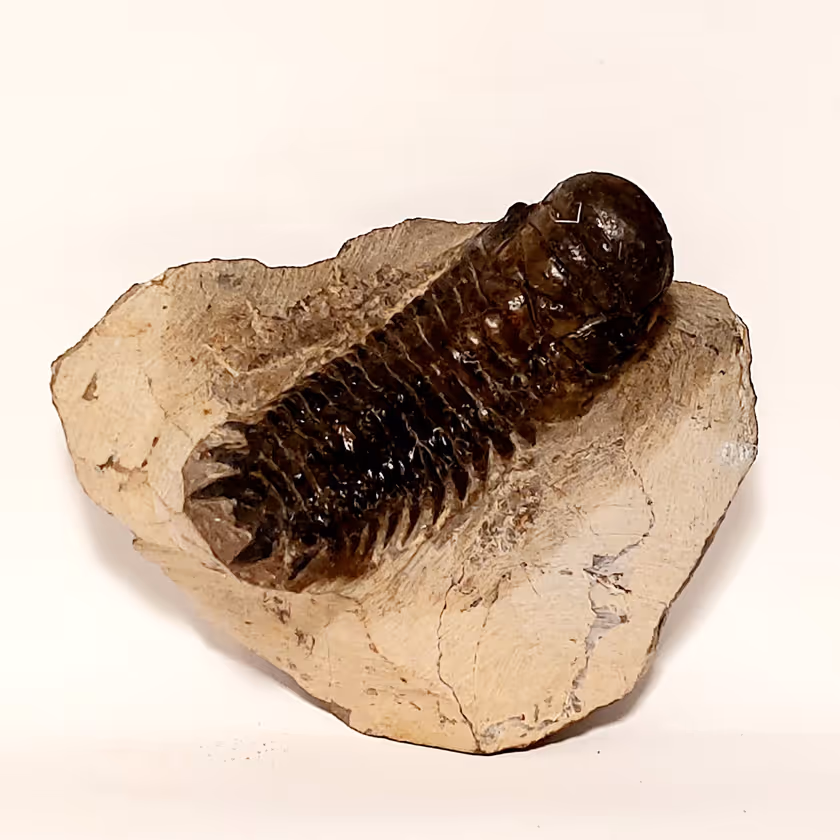 Trilobit (Fossil) Cheirurus gibbus (Crotalocephalina) – Bild 1