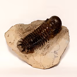 Trilobit (Fossil) Cheirurus gibbus (Crotalocephalina) – Bild 1