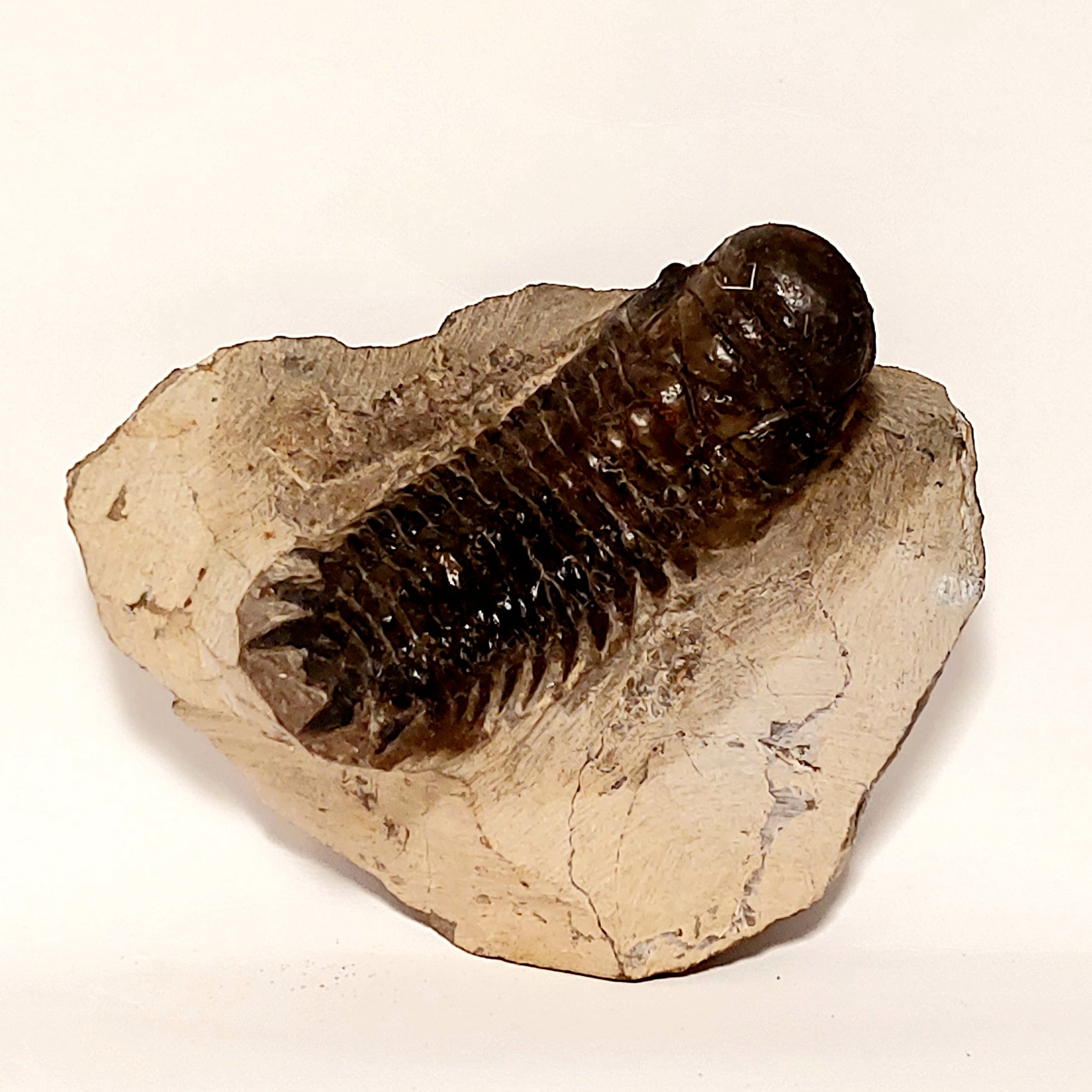 Trilobit (Fossil) Cheirurus gibbus (Crotalocephalina) – Bild 1