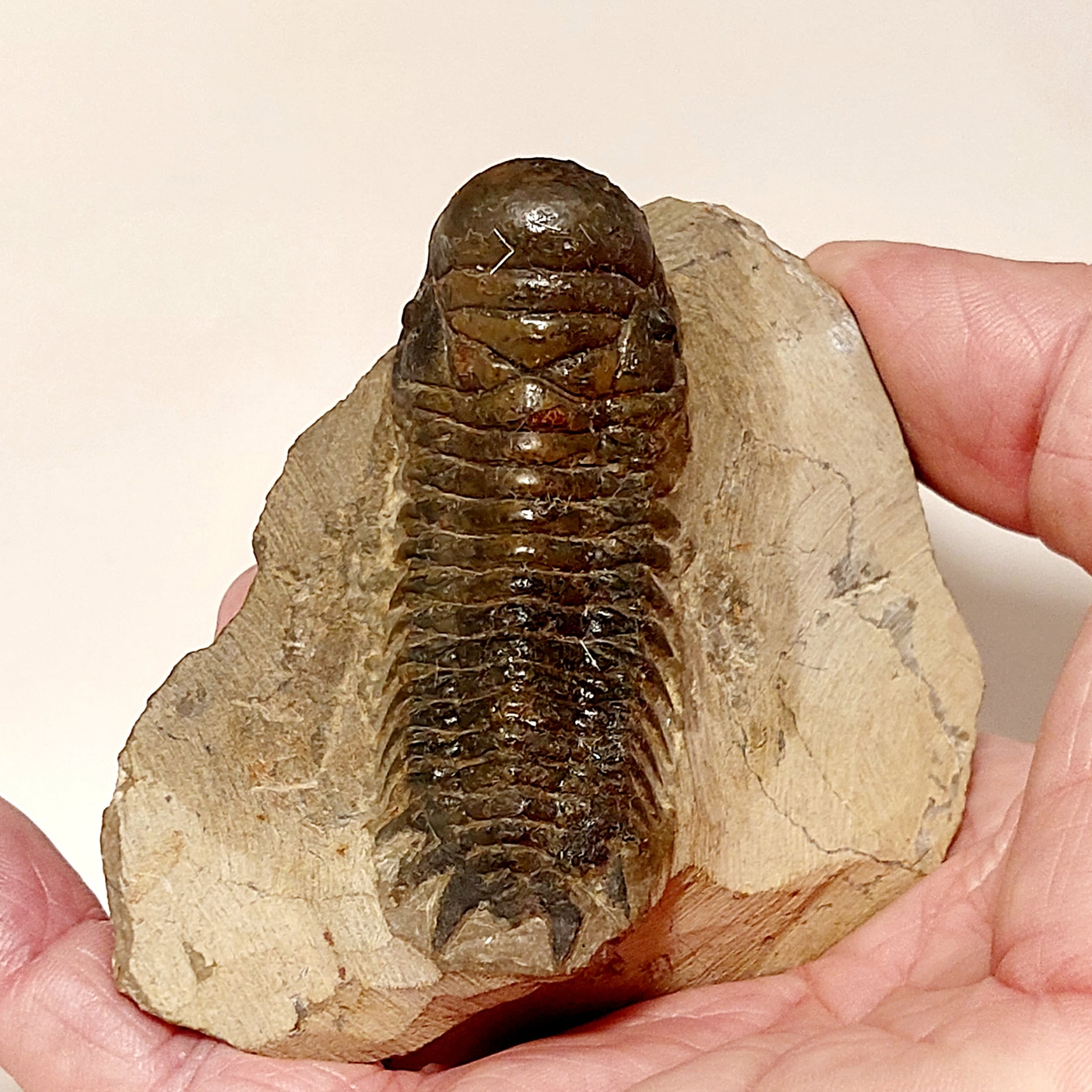 Trilobit (Fossil) Cheirurus gibbus (Crotalocephalina) – Bild 3