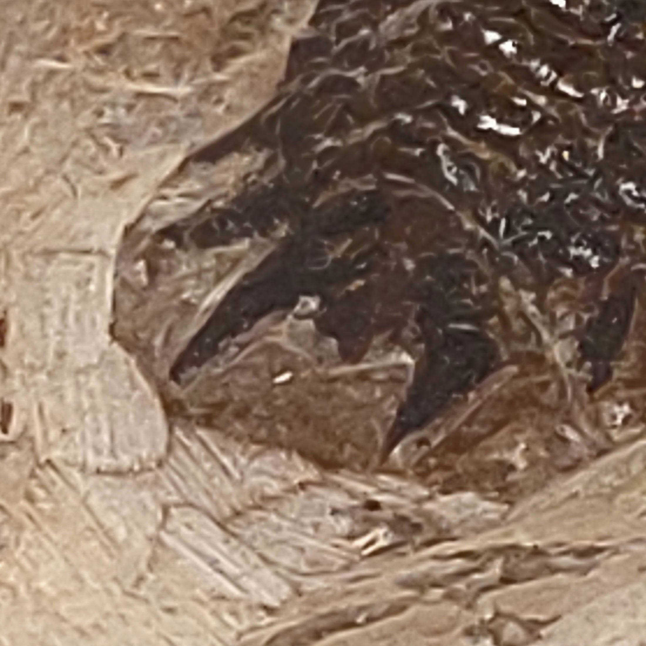 Trilobit (Fossil) Cheirurus gibbus (Crotalocephalina) – Bild 2