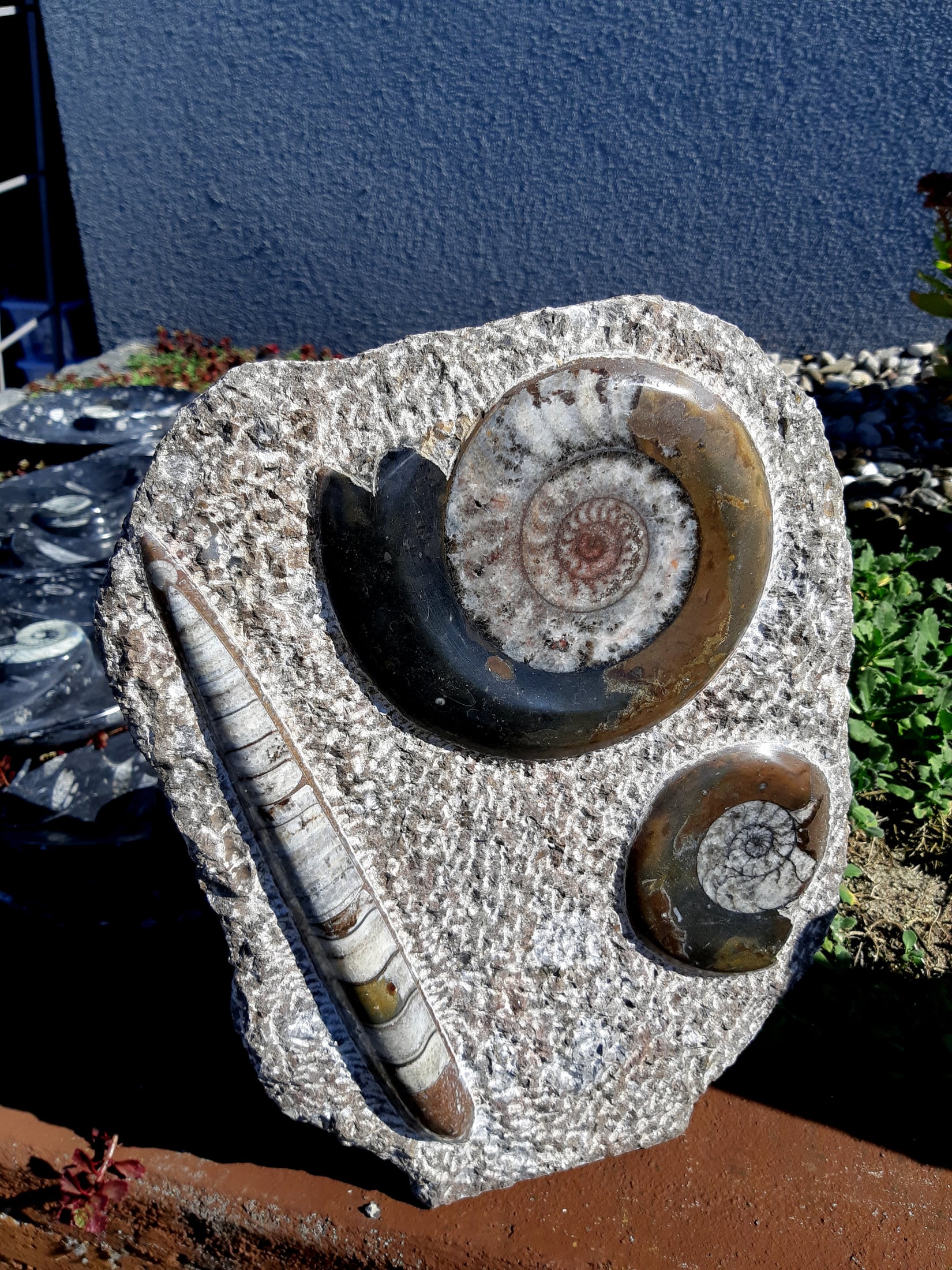 Ammonit - Orthoceras Skulptur – Bild 2