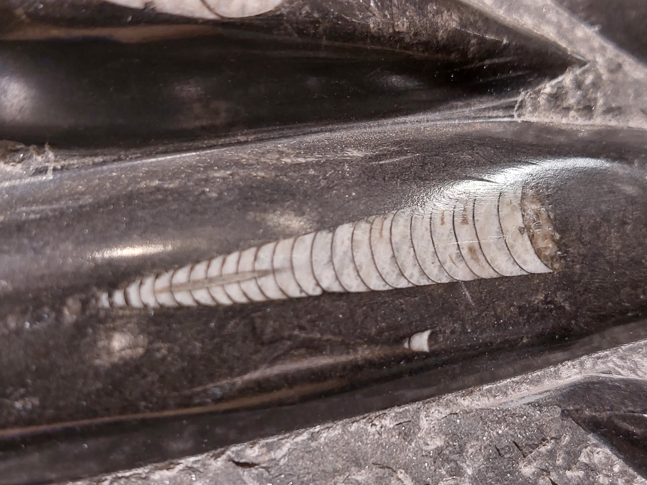 Orthoceras XL Platte mit Ständer – Bild 3