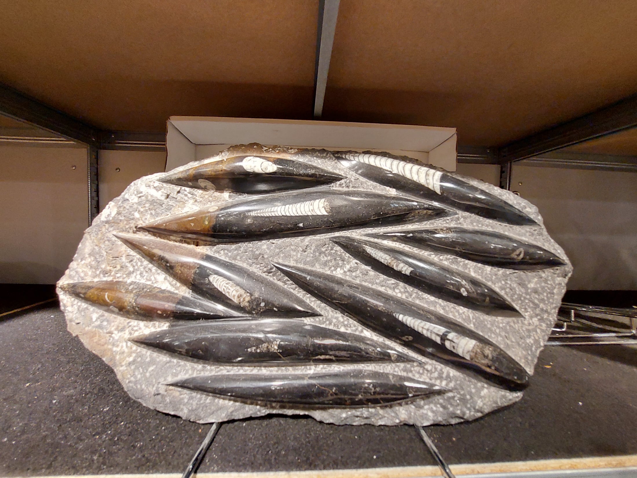 Orthoceras XL Platte mit Ständer – Bild 1