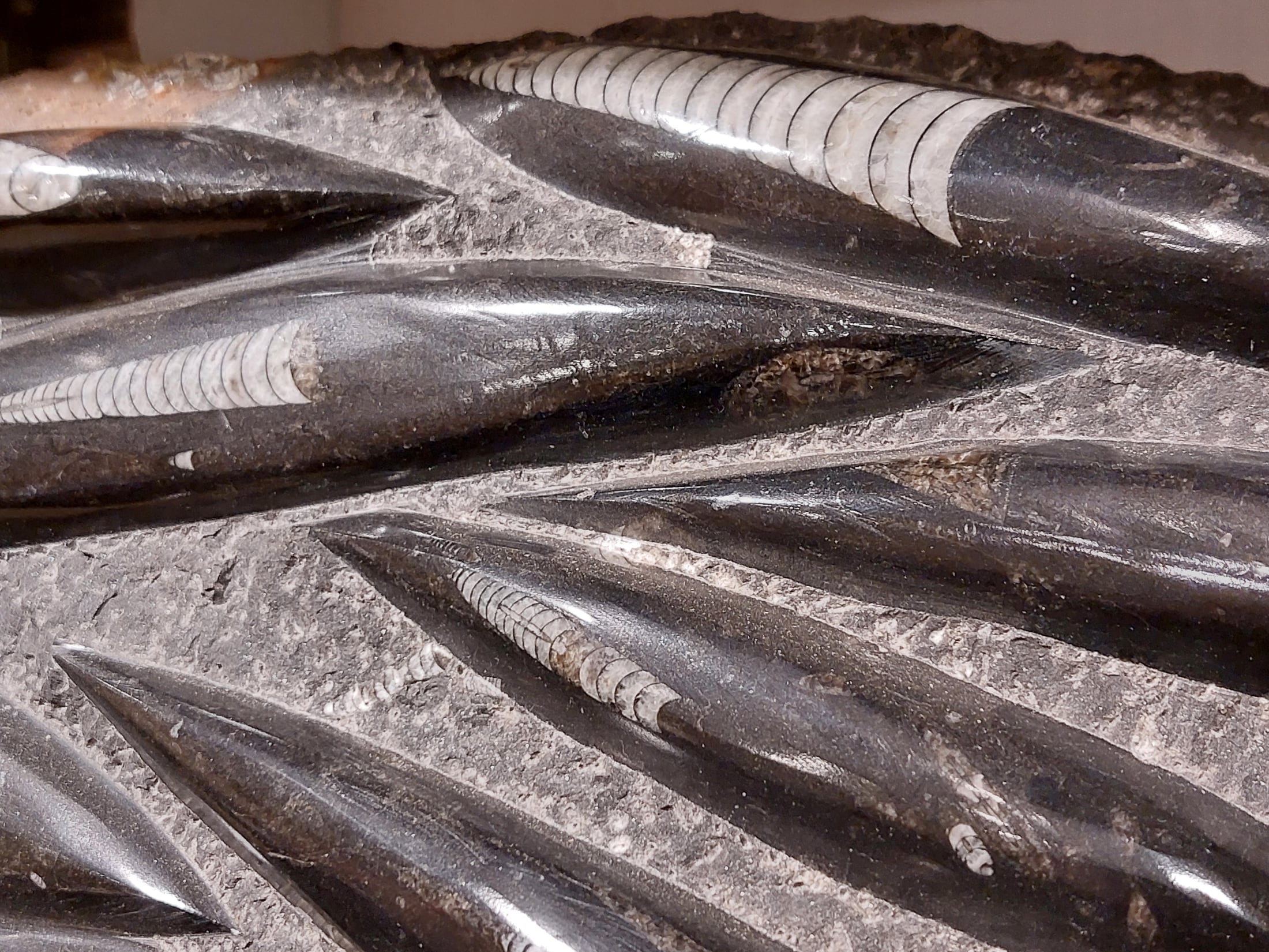 Orthoceras XL Platte mit Ständer – Bild 2