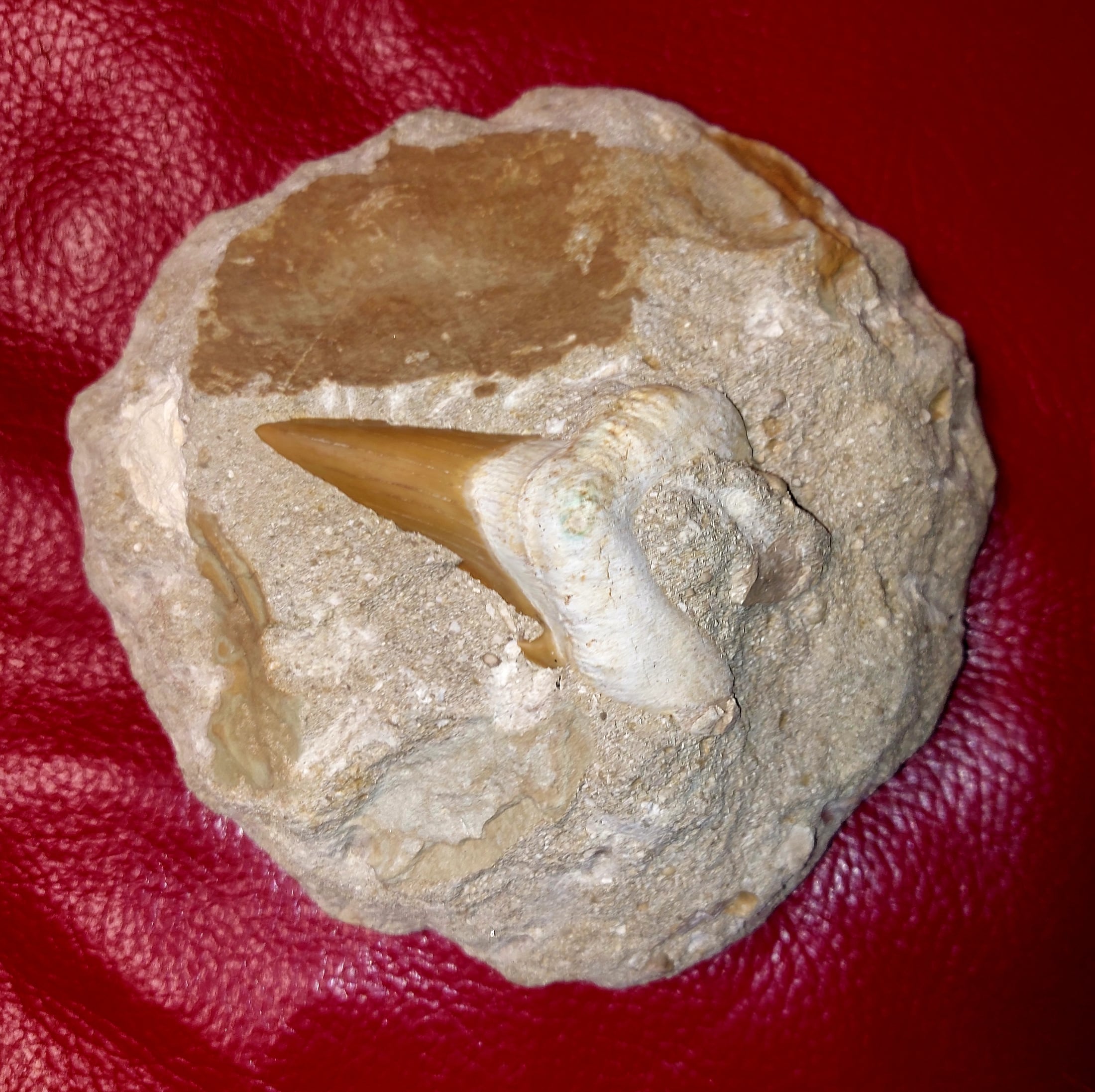 Haifischzähne 7cm / Fossilien in Matrix – Bild 1