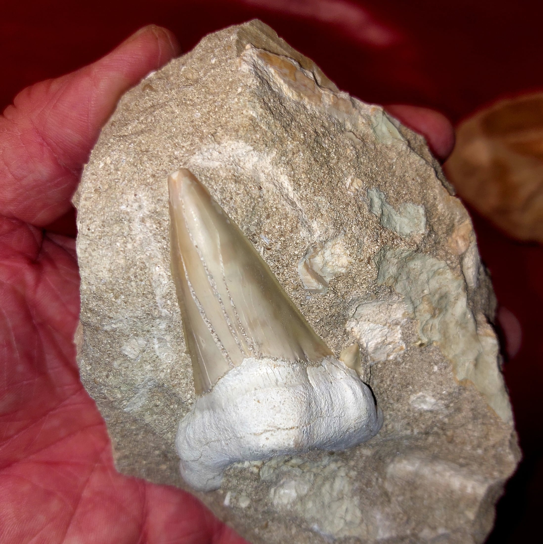 Haifischzähne 7cm / Fossilien in Matrix – Bild 3
