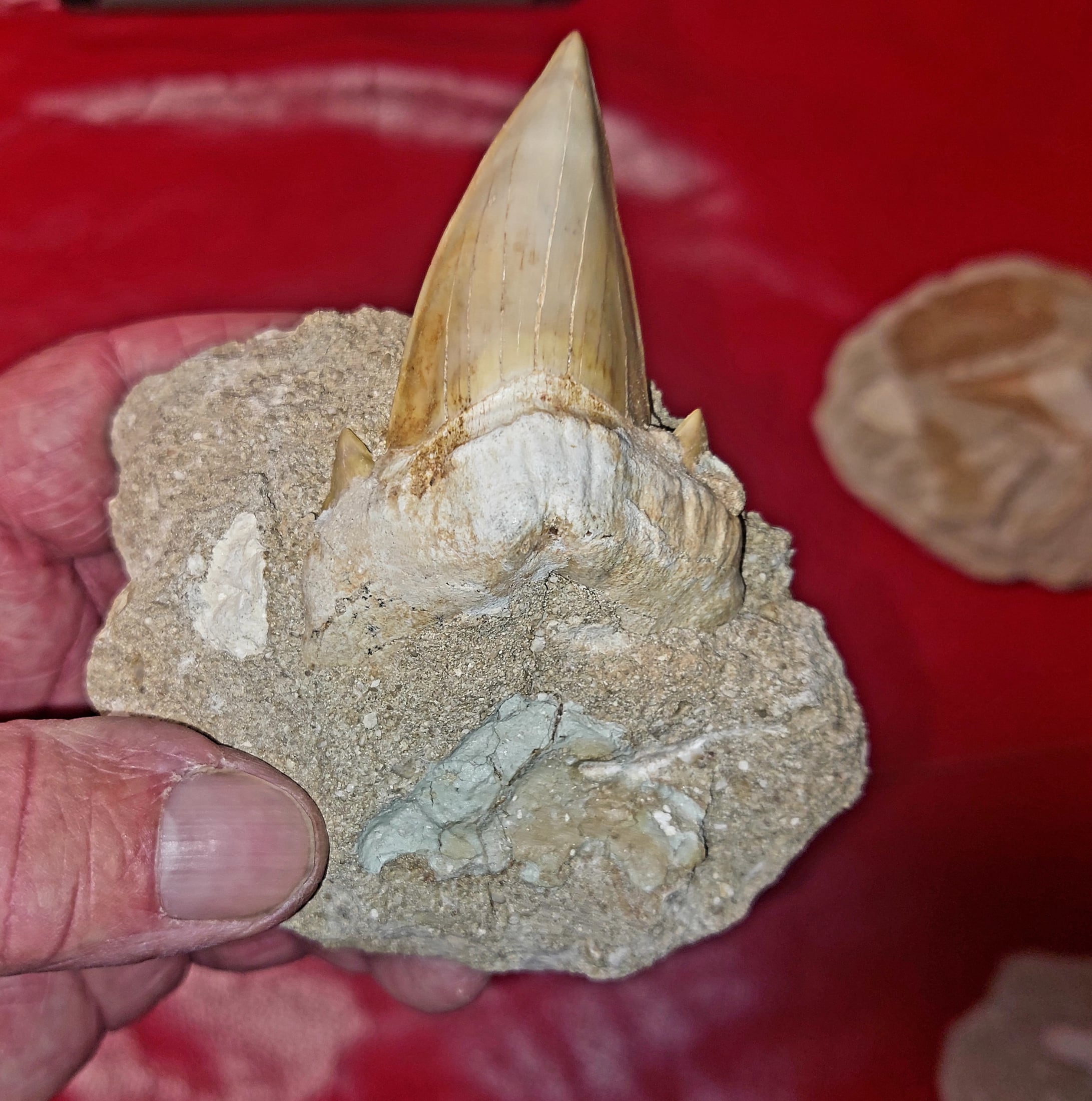 Haifischzähne 7cm / Fossilien in Matrix – Bild 2