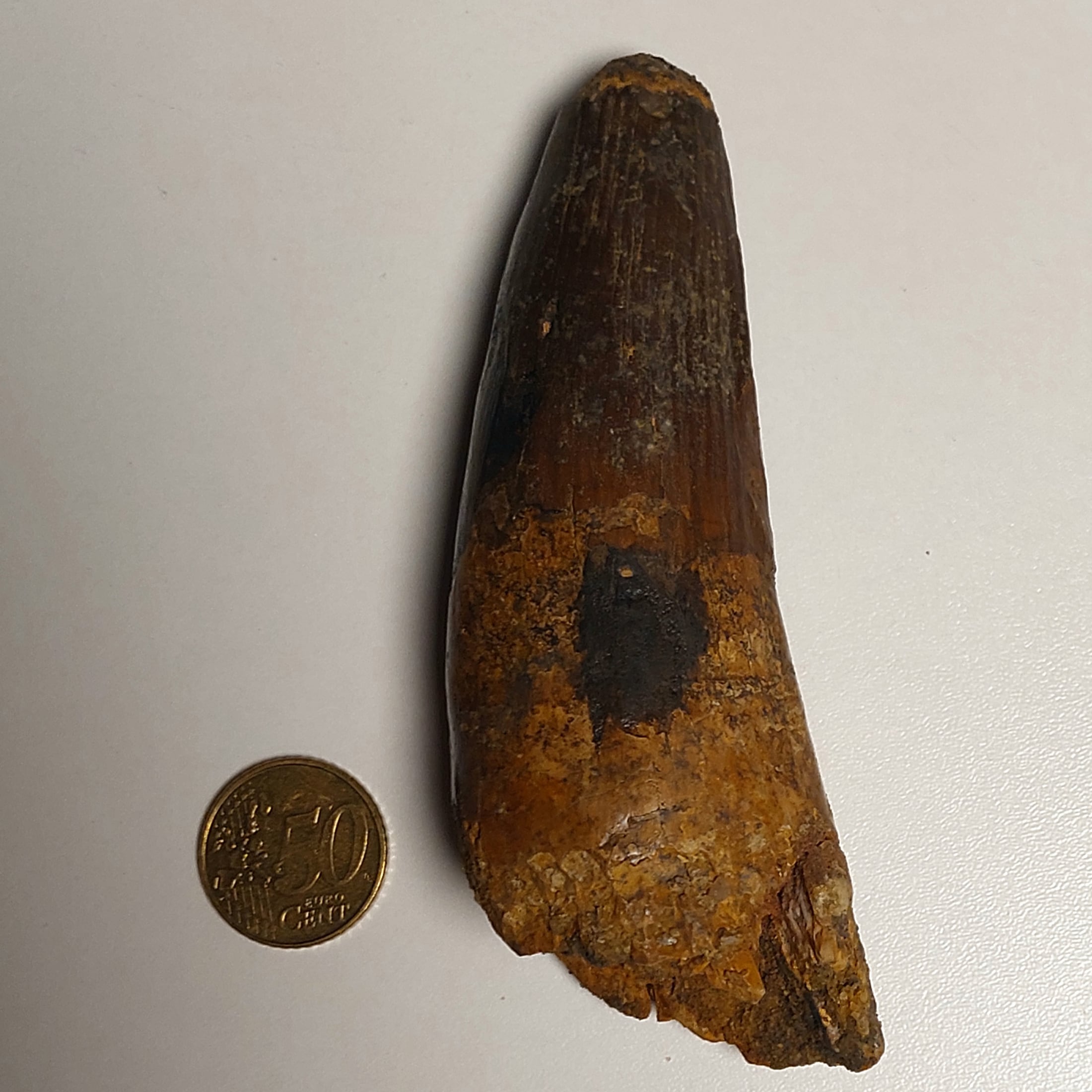 XXL Spinosaurus Zahn "AAA" aus den Kem Kem Beds – Bild 2