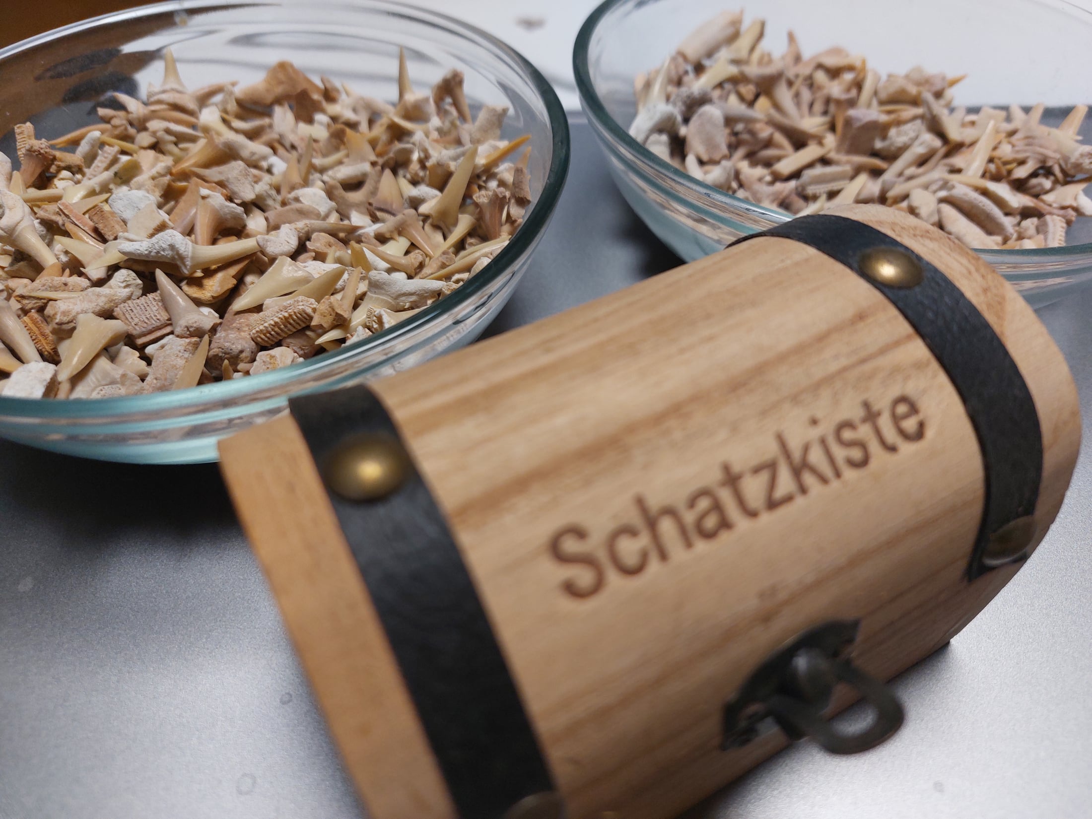Haifischzähne / Schatztruhe Fossilien 100-120 Stück – Bild 1