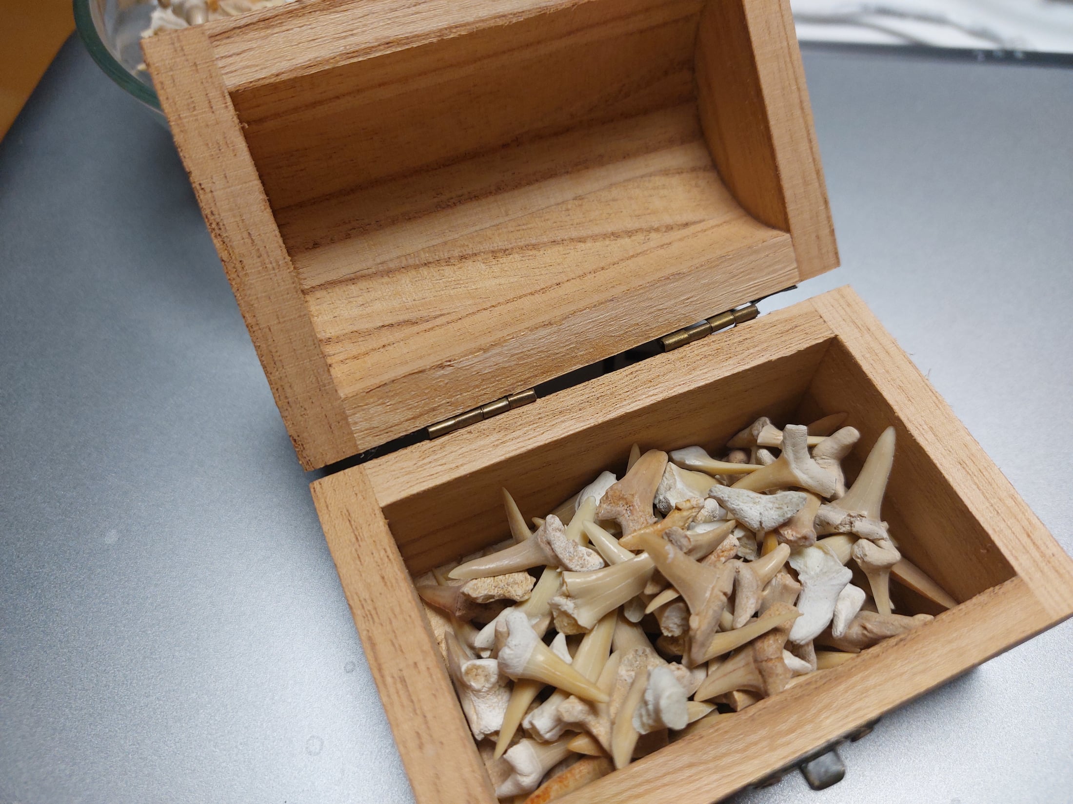 Haifischzähne / Schatztruhe Fossilien 100-120 Stück – Bild 2
