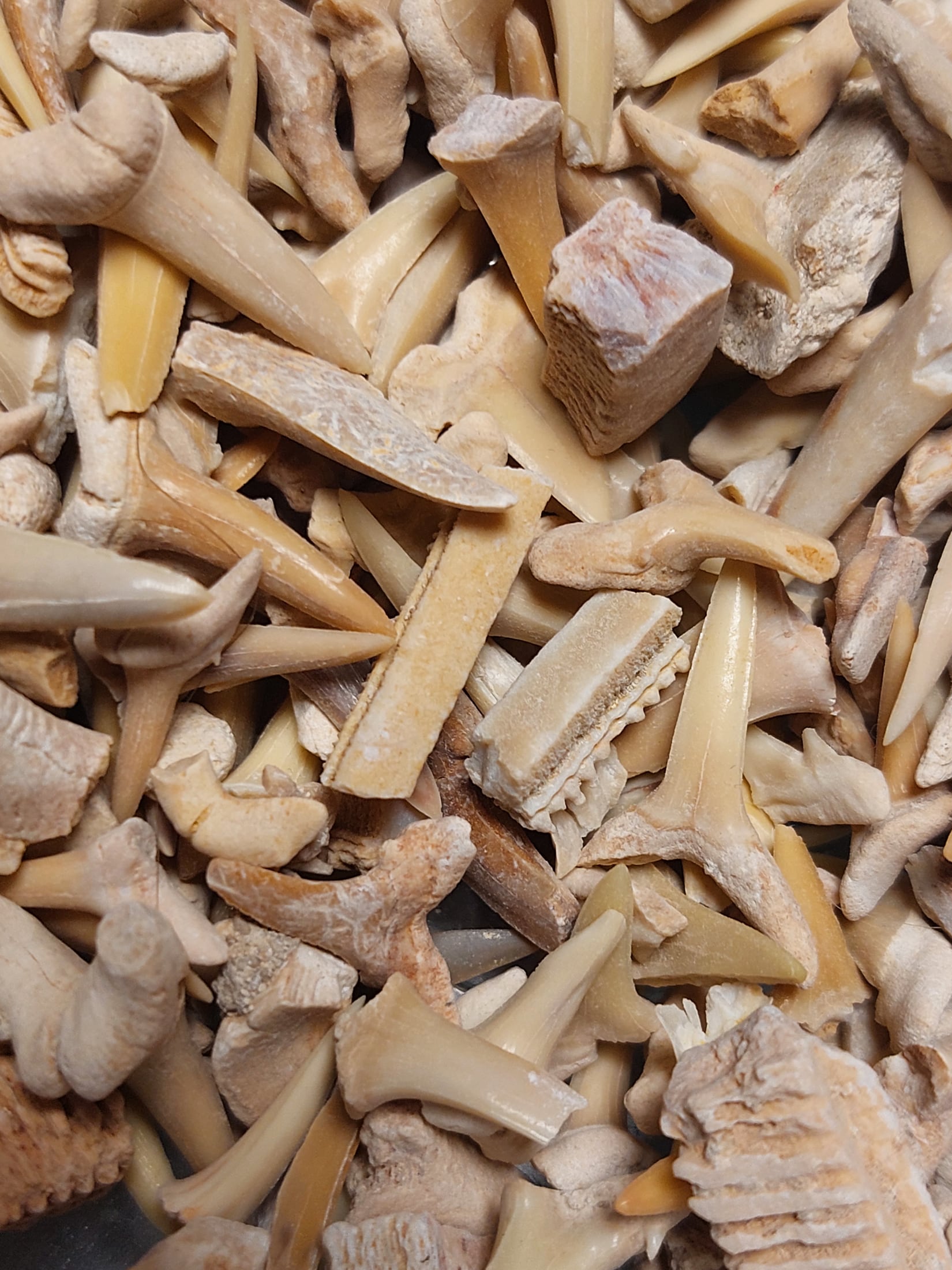 Haifischzähne / Schatztruhe Fossilien 100-120 Stück – Bild 3