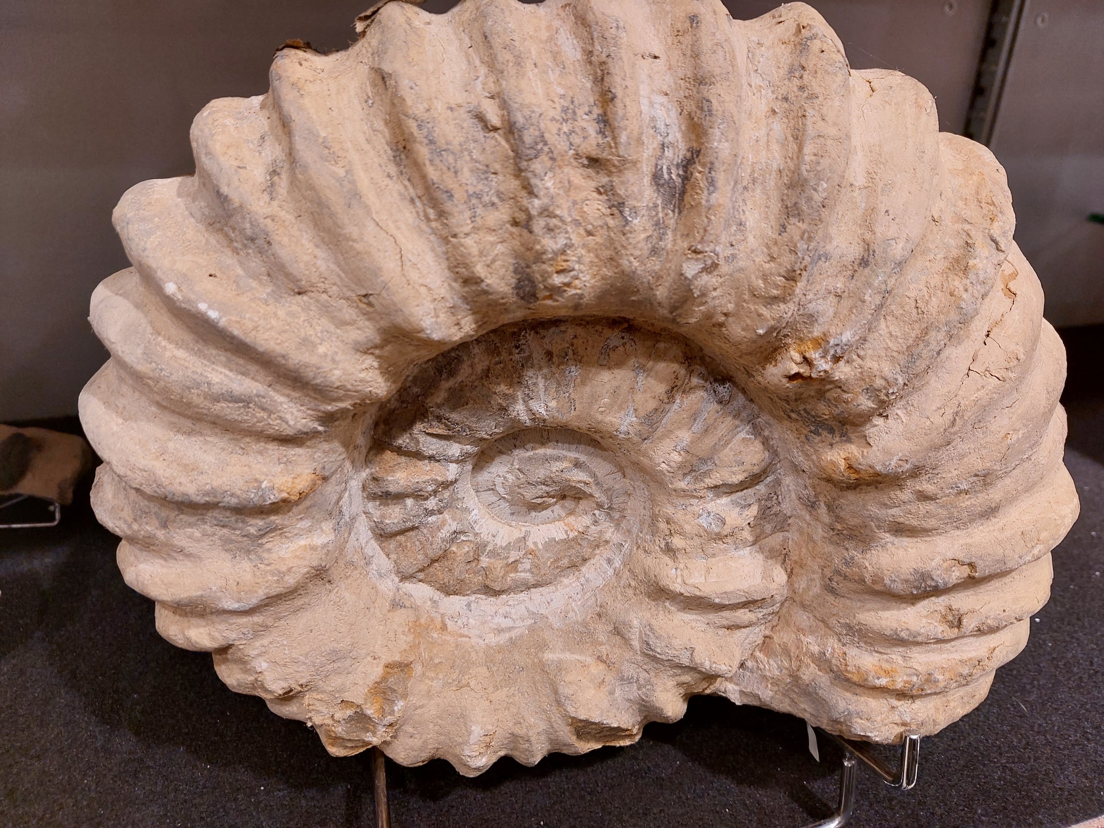 Ammonit roh / Steinkern – Bild 1