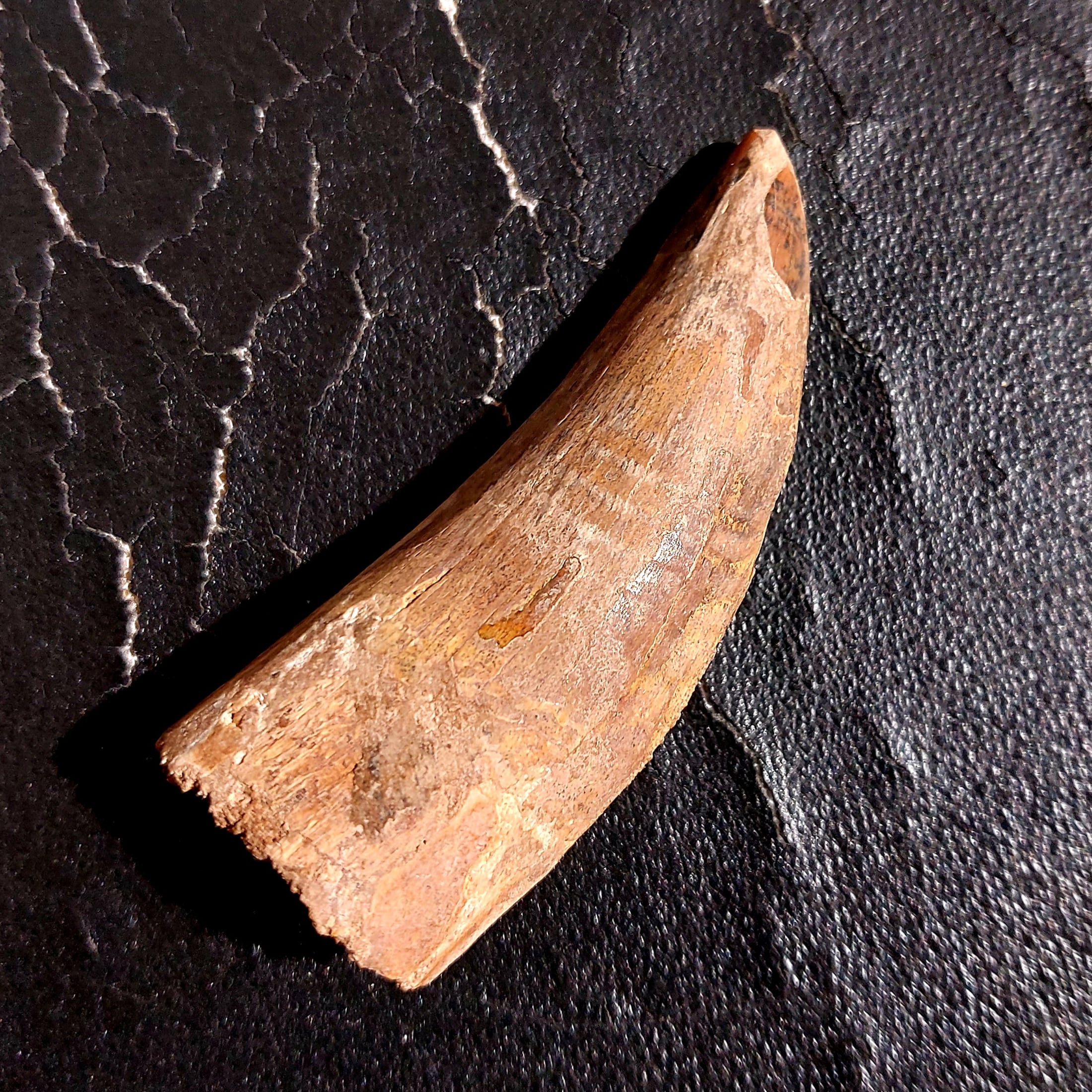 Cacharadontosaurier Zahn - Fossil – Bild 3