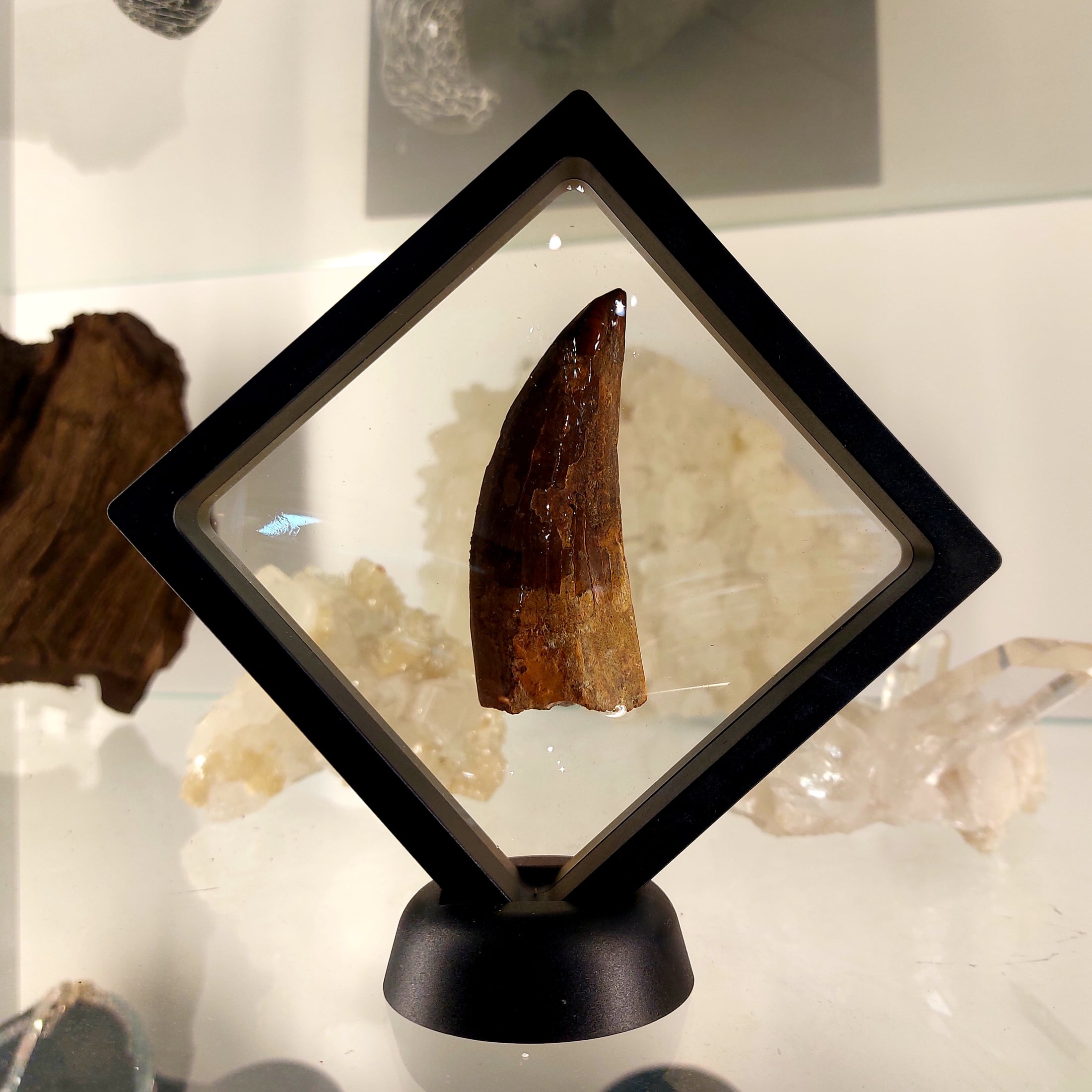 Cacharadontosaurier Zahn - Fossil – Bild 2