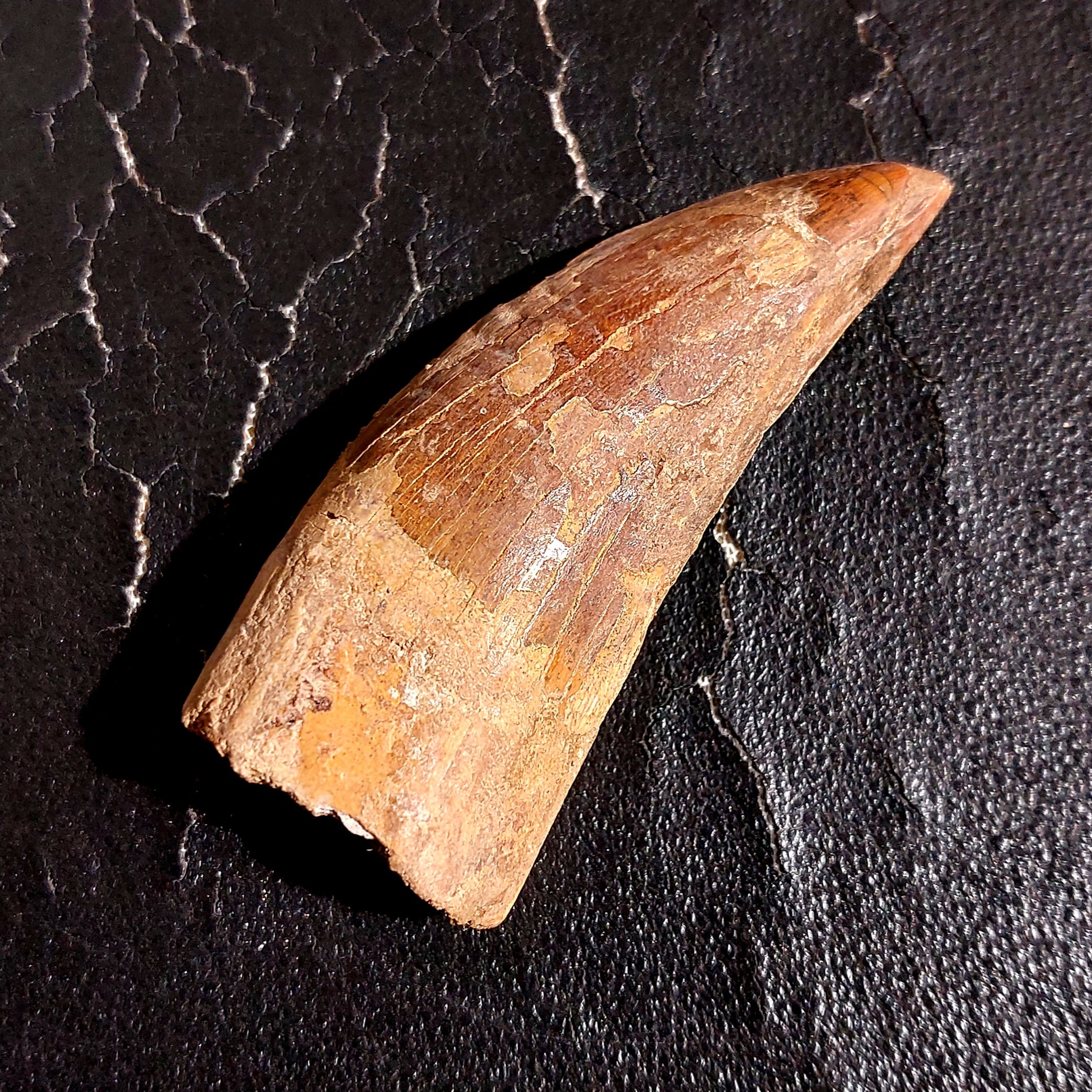Cacharadontosaurier Zahn - Fossil – Bild 1