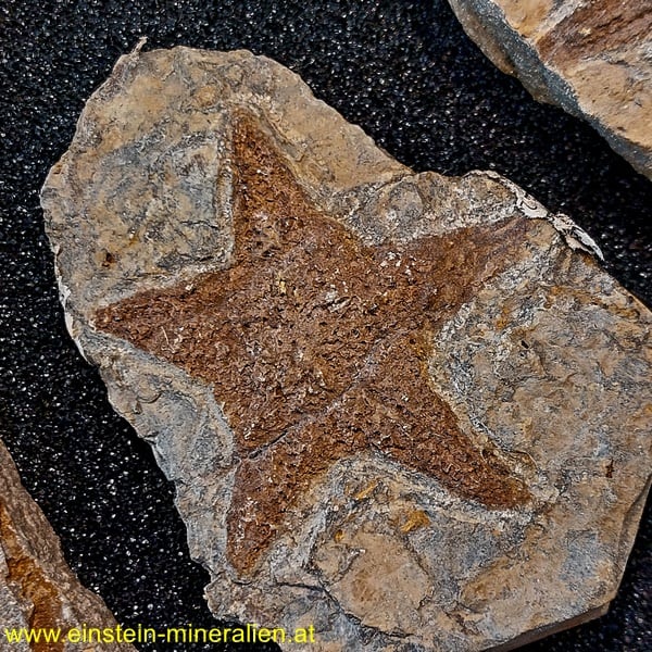 Fossiler Seestern Schlangenstern ca. 1kg – Bild 3