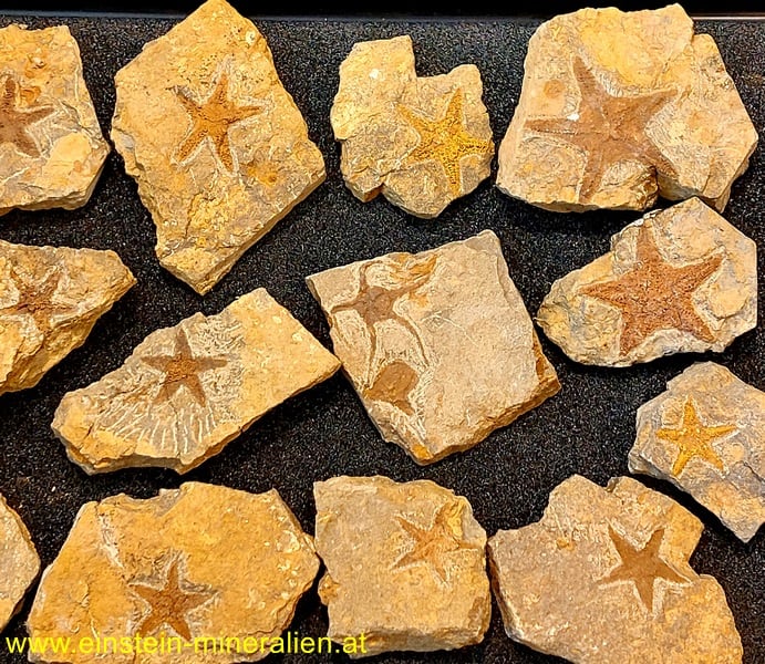 Fossiler Seestern Schlangenstern ca. 1kg – Bild 2