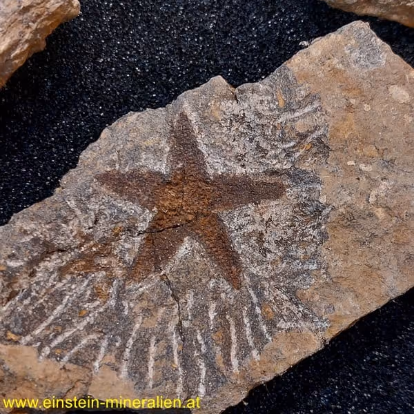 Fossiler Seestern Schlangenstern ca. 1kg – Bild 1