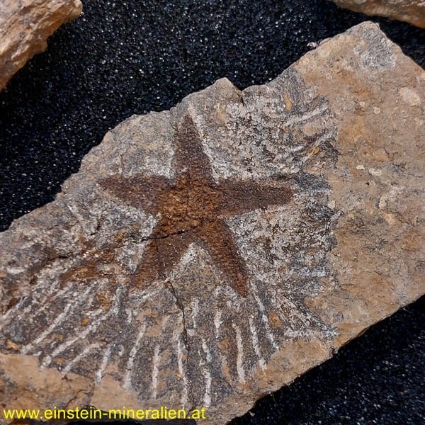 Fossiler Seestern Schlangenstern ca. 1kg – Bild 1