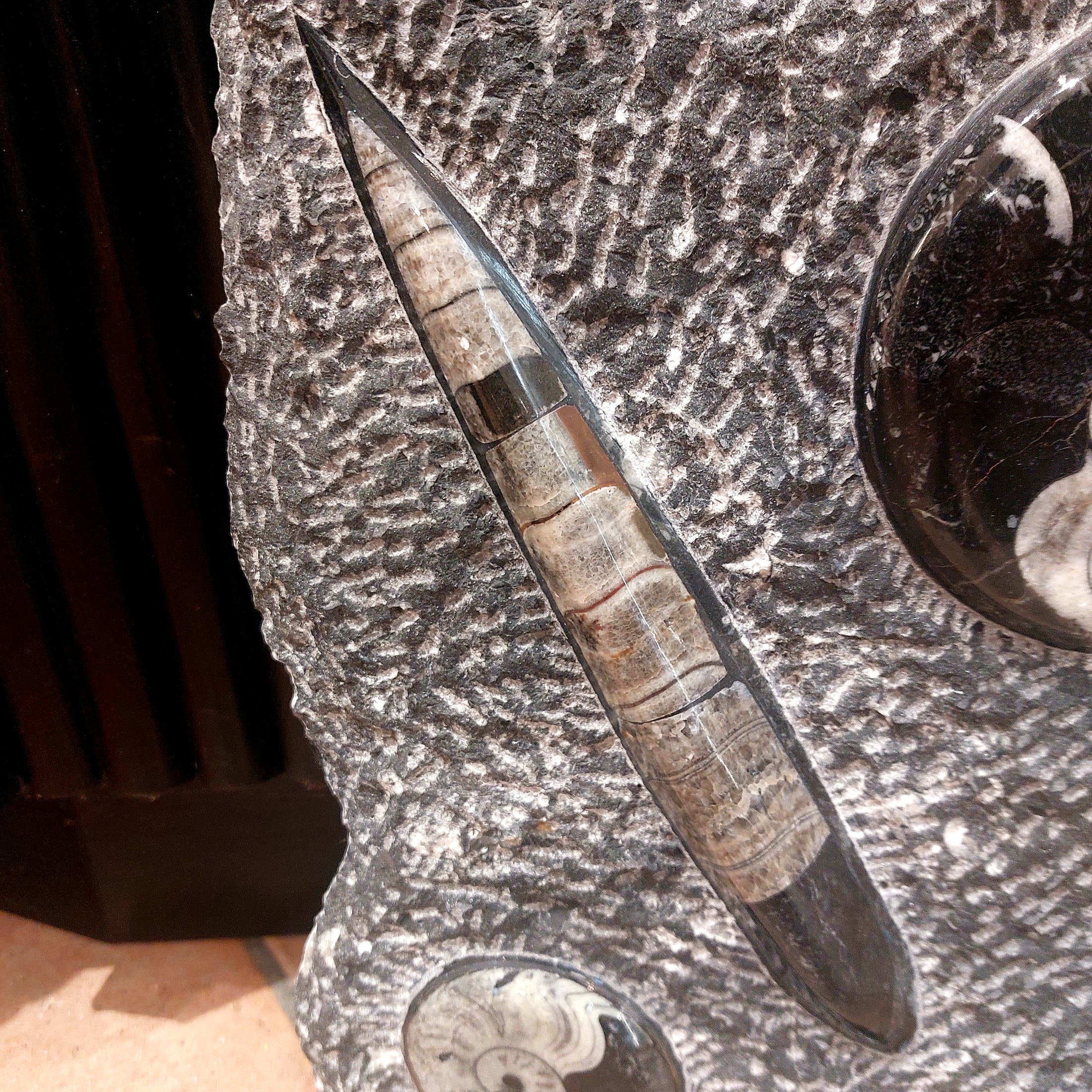 Ammonit - Orthoceras Skulptur – Bild 3