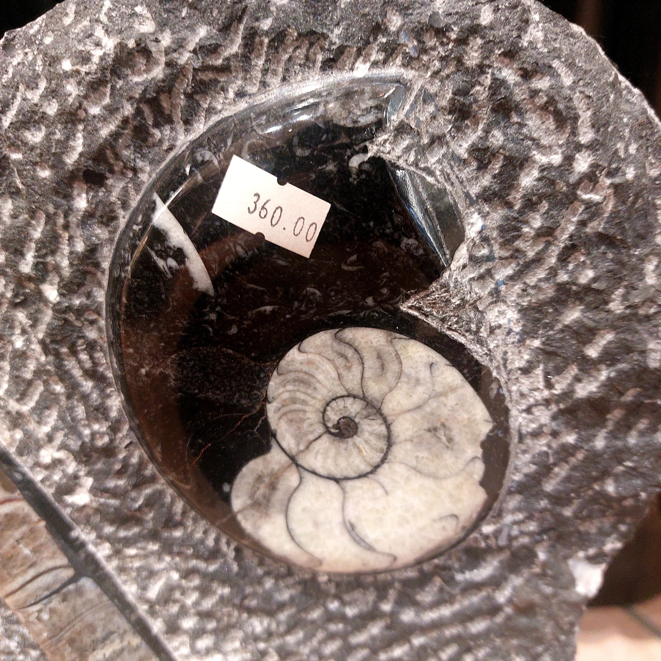 Ammonit - Orthoceras Skulptur – Bild 2
