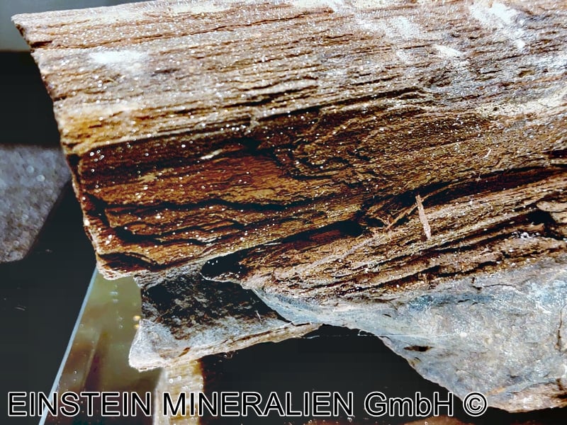 Verkieseltes Holz (Fossil) – Bild 3