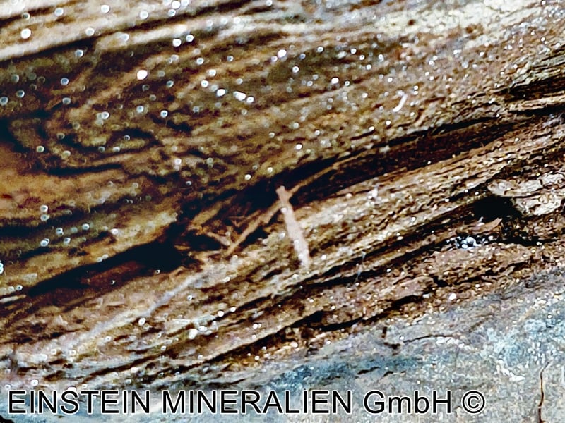 Verkieseltes Holz (Fossil) – Bild 2