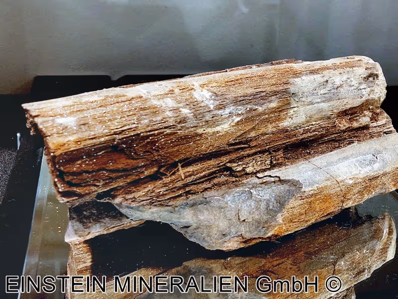 Verkieseltes Holz (Fossil) – Bild 1